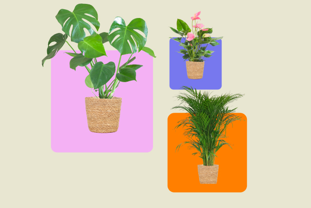 LOH-Pakketvisual-Plant