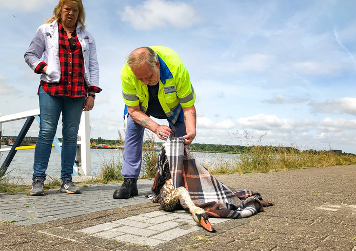 Dierenambulance bij Lot of Happiness
